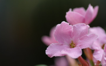 Картинка цветы