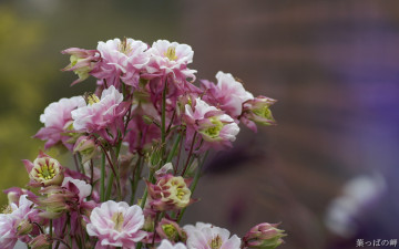 Картинка цветы аквилегия водосбор