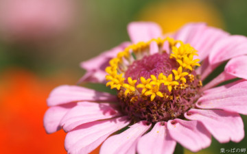 Картинка цветы цинния