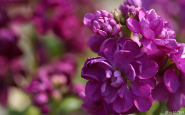 обоя цветы, левкой, матиола