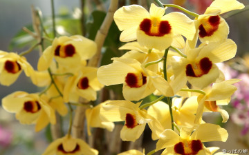 Картинка цветы орхидеи