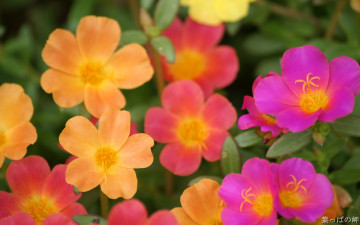 обоя цветы, портулак