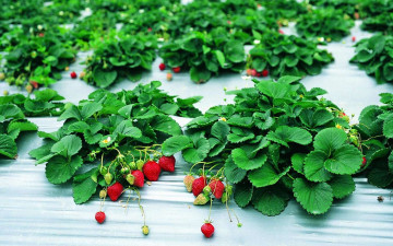 Картинка природа Ягоды