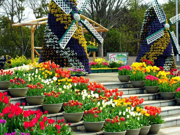 Обои картинки фото цветы, тюльпаны