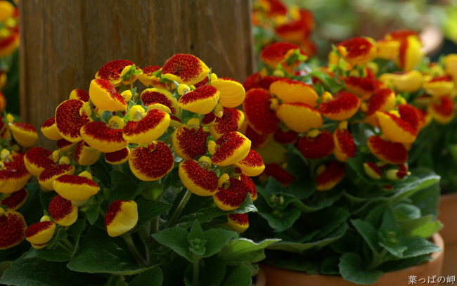 Обои картинки фото цветы, кальцеолярия, венерины, башмачки