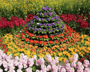 Картинка цветы разные вместе