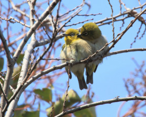 Картинка животные белоглазки