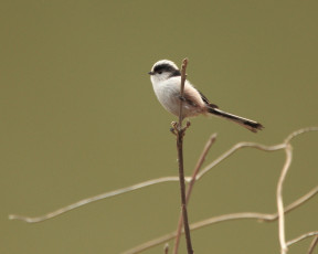 Картинка животные синицы лазоревки