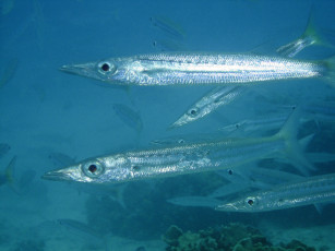 Картинка животные рыбы