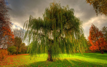 Картинка природа деревья