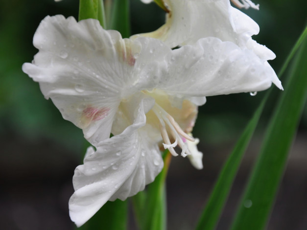 Обои картинки фото цветы, гладиолусы