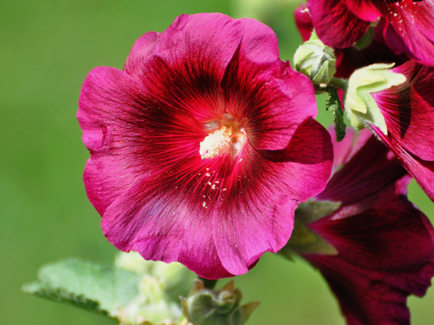 Обои картинки фото цветы, мальвы