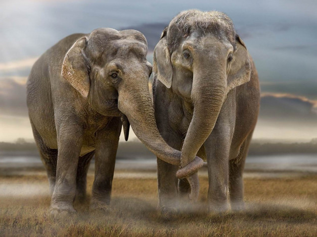 Обои картинки фото животные, слоны