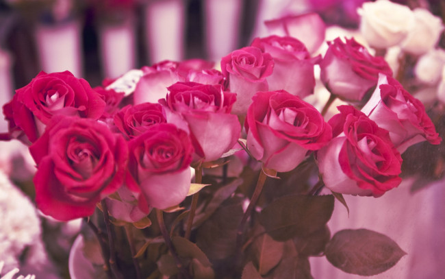 Обои картинки фото цветы, розы