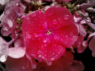 Картинка цветы флоксы капли макро
