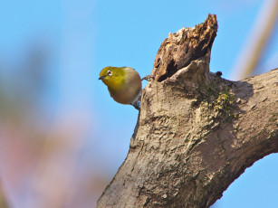 Картинка животные белоглазки птица