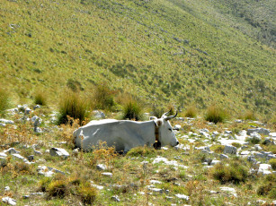 Картинка животные коровы буйволы cow