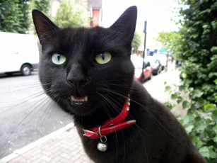 Картинка животные коты cat