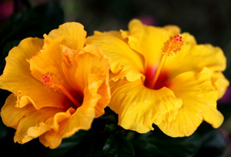 Картинка цветы гибискусы желтый яркий