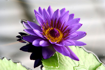 Картинка цветы лилии водяные нимфеи кувшинки вода лиловый