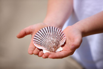 Картинка разное ракушки кораллы декоративные spa камни руки ракушка гребешок