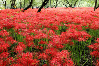 Картинка цветы лилии лилейники паучья лилия