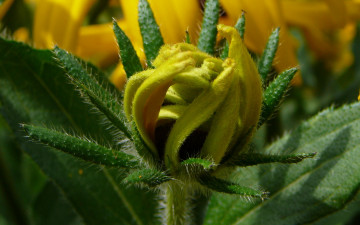 Картинка цветы бутон