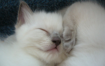 Картинка животные коты соня