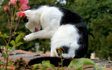 обоя животные, коты, умывание