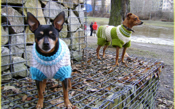 Картинка животные собаки модели