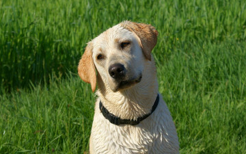 Картинка животные собаки после купания