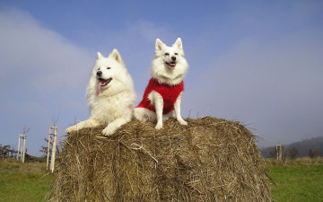 Картинка животные собаки стог пара