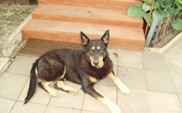 Картинка животные собаки сторож