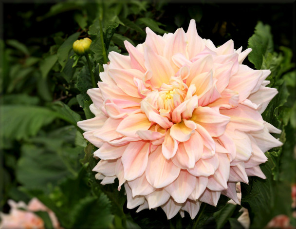 Обои картинки фото цветы, георгины, цветок