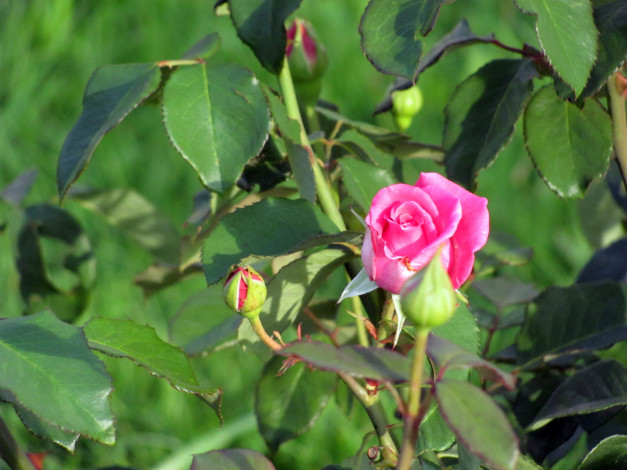 Обои картинки фото цветы, розы, бутоны, розовый