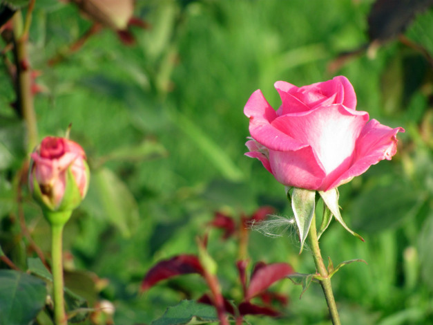 Обои картинки фото цветы, розы, розовый, бутоны