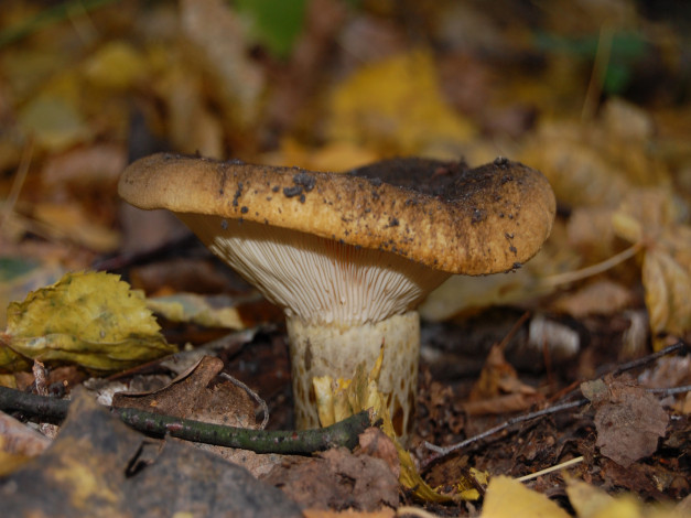 Обои картинки фото природа, грибы, лес