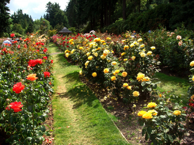 Обои картинки фото природа, парк, розарий