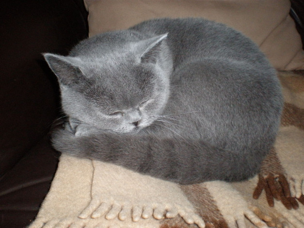 Обои картинки фото животные, коты, соня