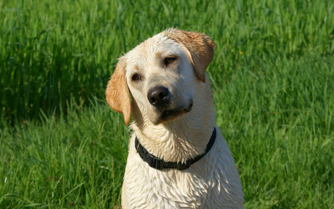 Обои картинки фото животные, собаки, после, купания