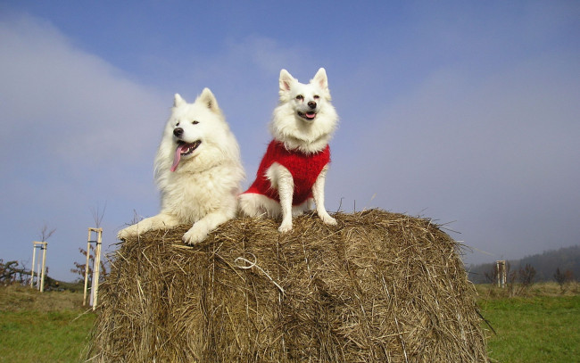 Обои картинки фото животные, собаки, стог, пара