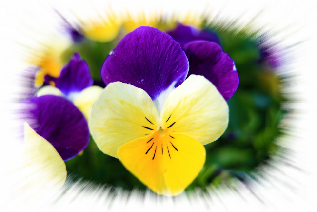 Обои картинки фото цветы, анютины, глазки, садовые, фиалки