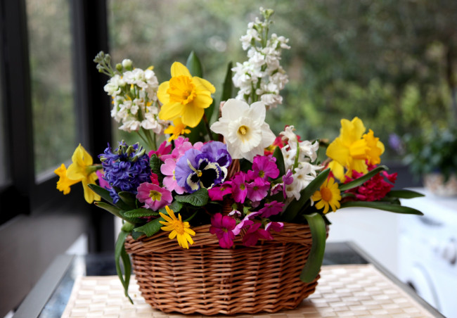 Обои картинки фото цветы, букеты, композиции, нарциссы, левкой, виола, гиацинт, вербена, корзина, примулы