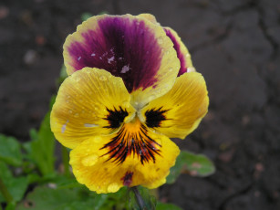 Картинка цветы анютины глазки садовые фиалки цветок капли воды серый фон