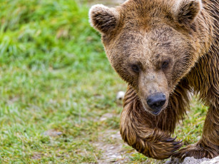 Картинка животные медведи бурый морда мишка