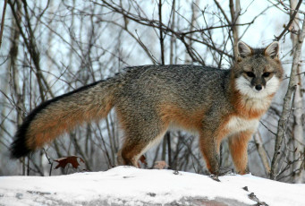 Картинка животные лисы серебристая лисица