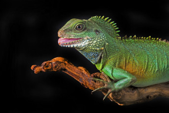 Картинка животные Ящерицы игуаны вараны игуана