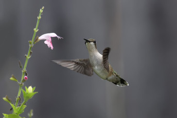 Картинка животные колибри птица цветок нектар природа