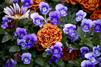 Картинка цветы разные вместе виола бархатцы