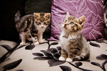 Картинка животные коты котята